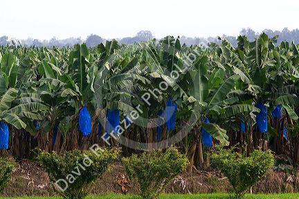 Banana plantation near Siquirees, Limon province, Cosa Rica.