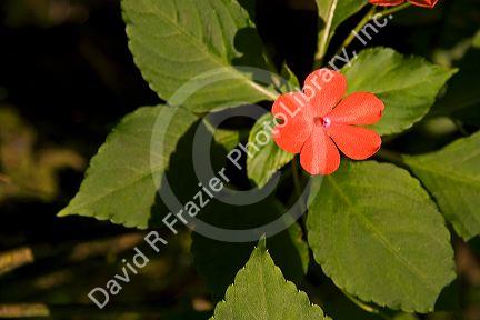 Impatien flowering plants grow in the Arenal Volcano National Park near La Fortuna, San Carlos, Costa Rica.