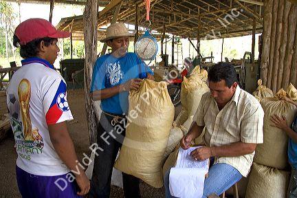 Costa Rican workers weigh bags of teak seed pods at a plantation near Tamarindo, Costa Rica.