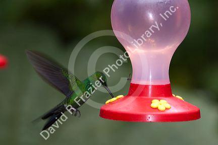 Male Green-crowned Brilliant hummingbird at the Selvatura Adventure Park located in the Cloud Forest of Monteverde, Costa Rica.
