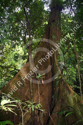 Giant tree in The Veragua Rainforest Research and Adventure Park near Limon, Costa Rica.