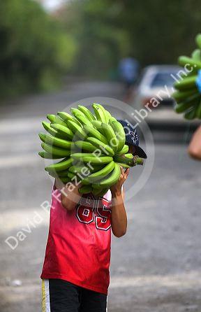 Costa Rican boy carrying a newly harvested bunch of bananas near Siquirees, Limon province, Costa Rica.