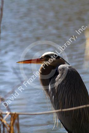 Great blue heron along the Boise River, Boise, Idaho, USA.