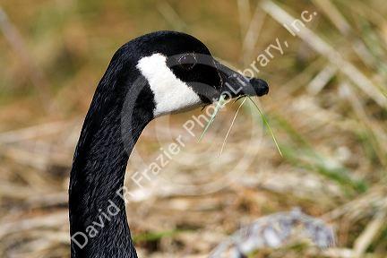 Canada goose at Ann Morrison Park in Boise, Idaho, USA.