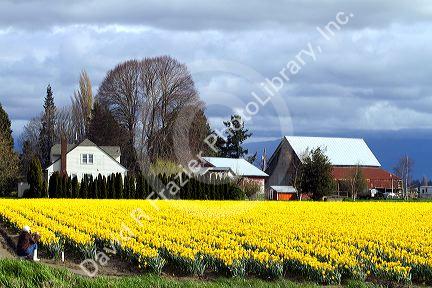 Show garden of spring-flowering daffodil bulbs in Skagit Valley, Washington, USA.