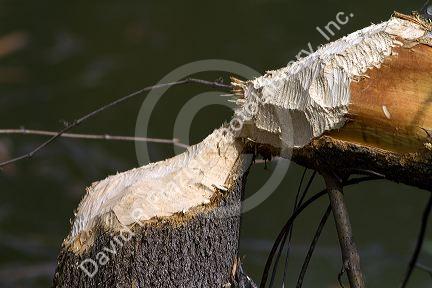 Tree cut down by a beaver along the Boise River, Boise, Idaho, USA.