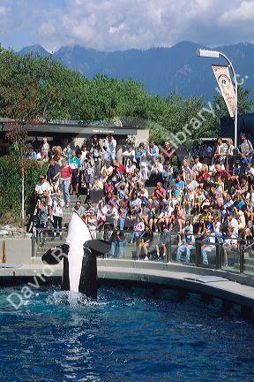 A killer whale performing before a crowd at the aquarium in Vancouver, Canada.