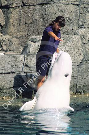 Beluga whale with trainer at the aquarium in Vancouver, Canada.