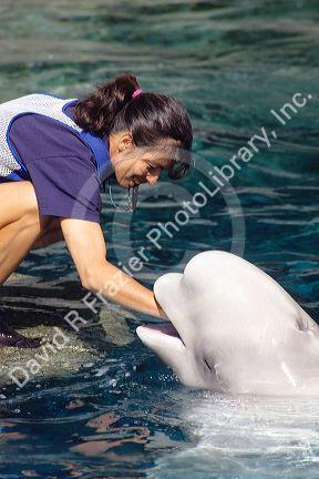 Beluga whale with trainer at the aquarium in Vancouver, Canada.
