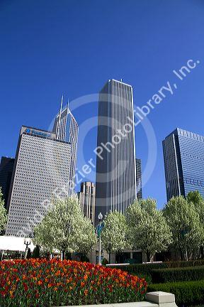 Tulips in bloom at Millennium Park in Chicago, Illinois, USA.