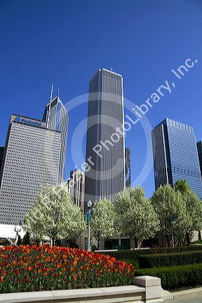 Tulips in bloom at Millennium Park in Chicago, Illinois, USA.