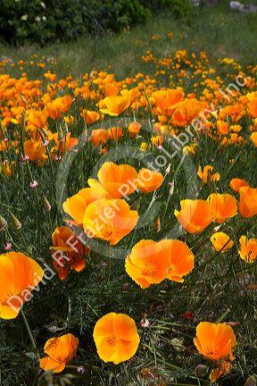California poppies growing along the Payette River in Idaho, USA.