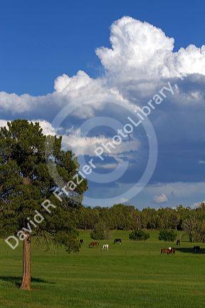 Horses graze in the Animas River Valley near Durango, Colorado, USA.