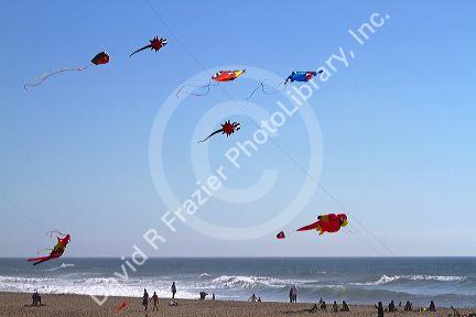 People flying kites along the D River in Lincoln City, Oregon, USA.