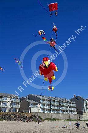 People flying kites along the D River in Lincoln City, Oregon, USA.