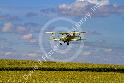 Crop duster spraying pesticide on a corn crop near Jerome, Idaho, USA.