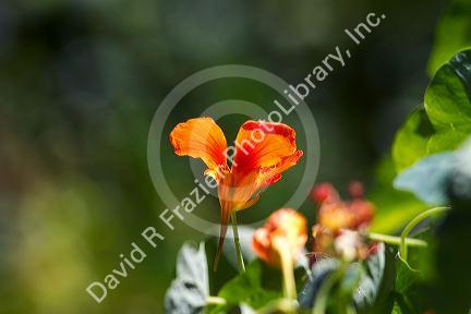 Blossom of a Nasturtium annual plant.