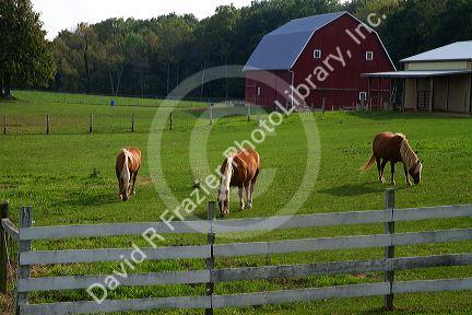 Horse graze in a pasture on a farm near DeWitt, Michigan, USA.