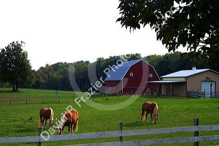 Horse graze in a pasture on a farm near DeWitt, Michigan, USA.