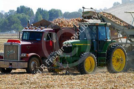 Yellow onion harvest in Canyon County, Idaho, USA.