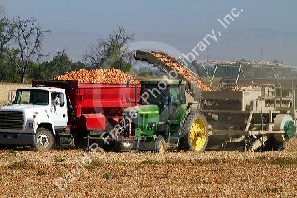 Yellow onion harvest in Canyon County, Idaho, USA.
