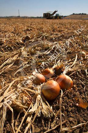 Yellow onion harvest in Canyon County, Idaho, USA.