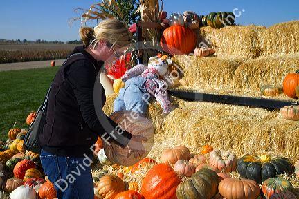 Woman choosing a pumpkin at a pumpkin patch in Fruitland, Idaho, USA. MR