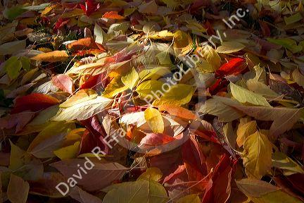 Colorful autumn leaves on the ground in Boise, Idaho, USA.