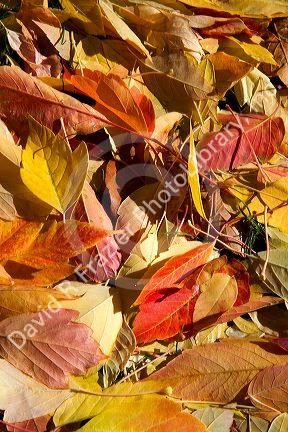 Colorful autumn leaves on the ground in Boise, Idaho, USA.