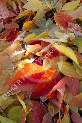 Colorful autumn leaves on the ground in Boise, Idaho, USA.