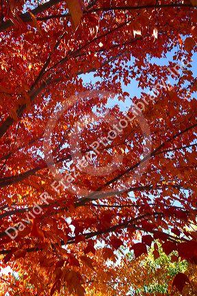 Autumn leaves in Boise, Idaho, USA.