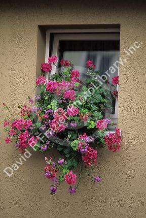 Flowers in a window on a German house.