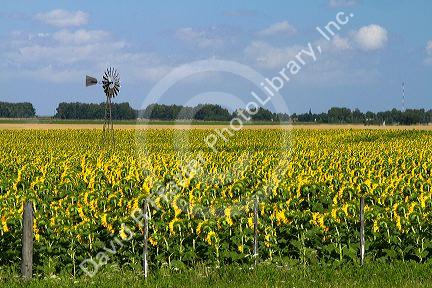Sunflowers grow on farmland on the Pampas of Argentina.