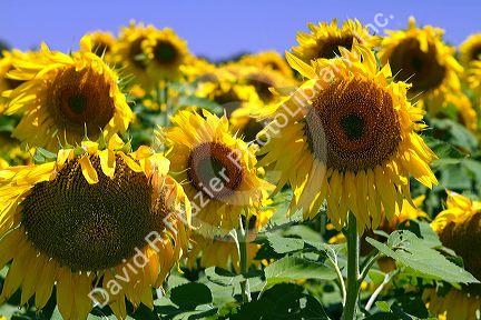 Sunflowers grow on farmland on the Pampas of Argentina.