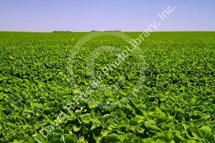 Soybeans grow on farmland on the Pampas of Argentina.