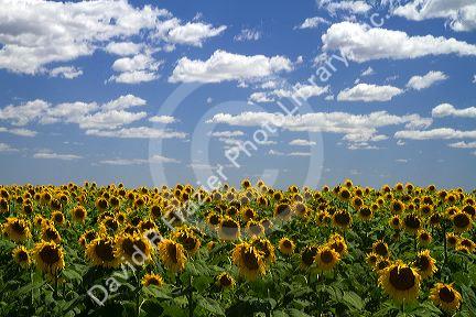 Sunflowers grow on farmland on the Pampas of Argentina.