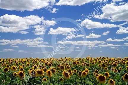 Sunflowers grow on farmland on the Pampas of Argentina.