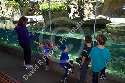 Tropical underwater display at the San Diego Zoo located in Balboa Park, California, USA.