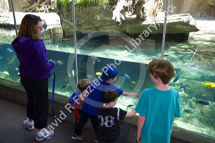 Tropical underwater display at the San Diego Zoo located in Balboa Park, California, USA.