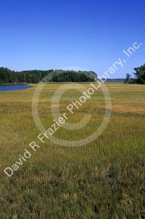Tidal marsh in King's Creek near Yorktown, Virginia.