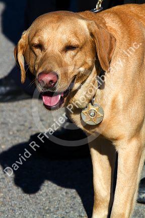Police dog used for sniffing bombs and drugs, wearing a collar badge in Boise, Idaho, USA.
