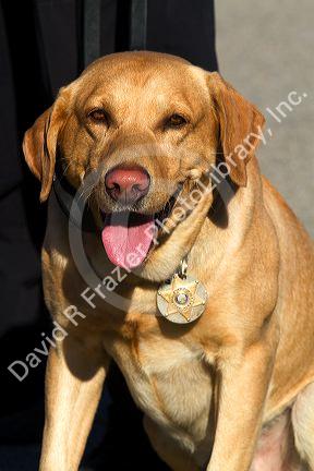 Police dog used for sniffing bombs and drugs, wearing a collar badge in Boise, Idaho, USA.