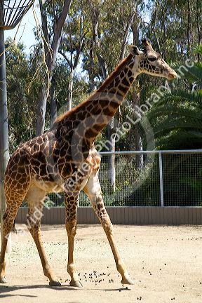 Giraffe at the San Diego Zoo located in Balboa Park, California, USA.