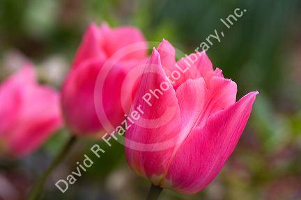 Tulip flower in bloom.
