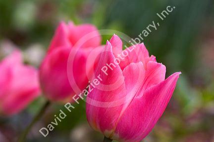 Tulip flower in bloom.