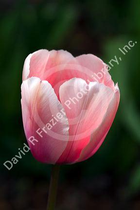 Tulip flower in bloom.