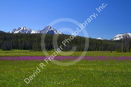 Meadow of wildflowers and the Sawtooth Mountain Range near Stanley, Idaho, USA.