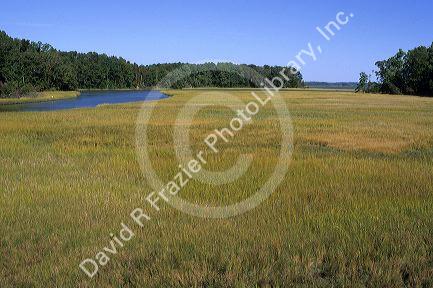 Tidal marsh in King's Creek near Yorktown, Virginia.