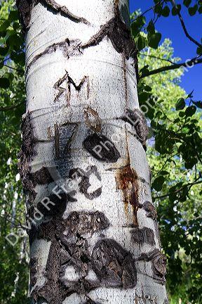 Aspen tree carved with messages by Basque sheep herders at Cat Creek Summit in Elmore County, Idaho, USA.