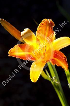 Daylily in bloom.